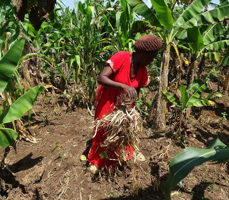 Harvesting beans from garden intercropped with banana & maize1