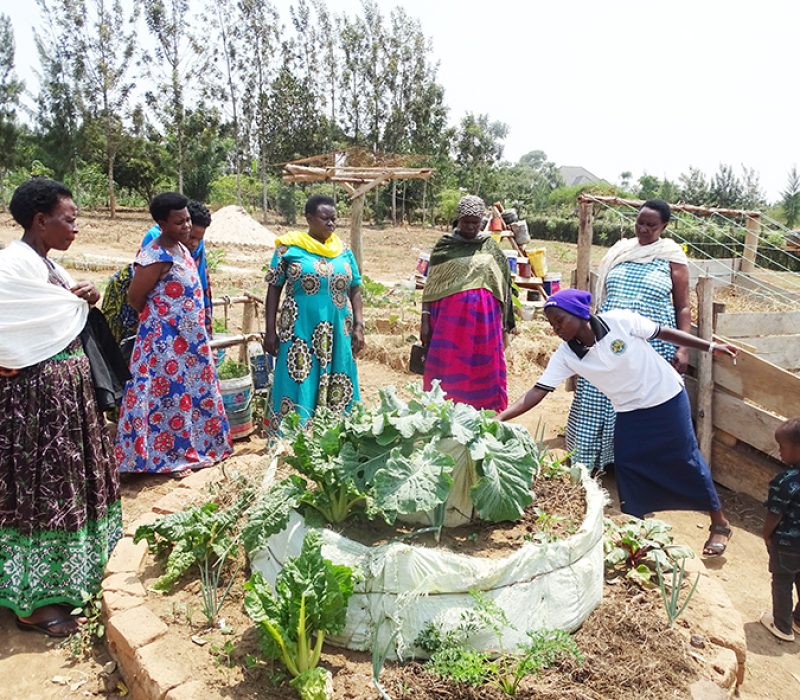 Learning to grow vegetables in sack1 gardens