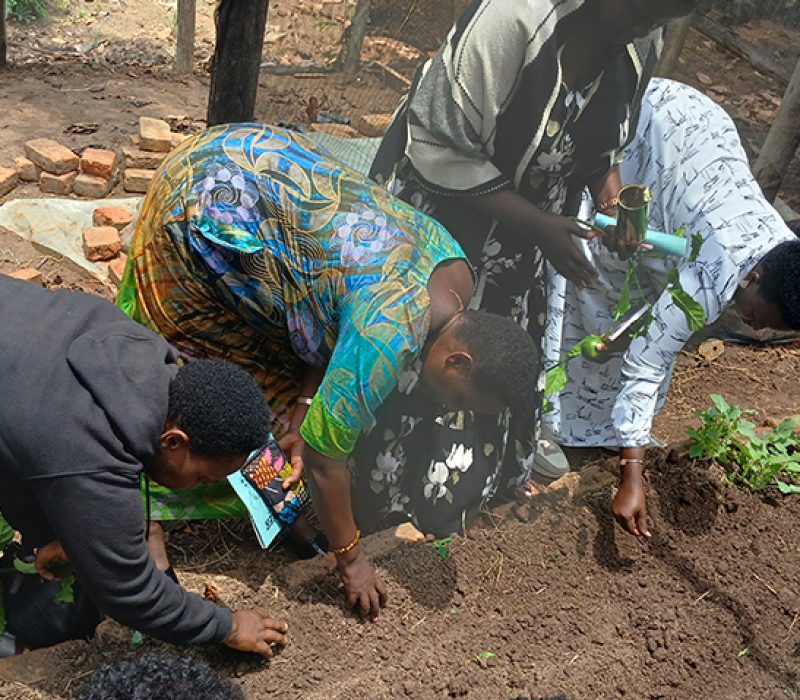 Sowing vegetable seedlings in the community1 bed